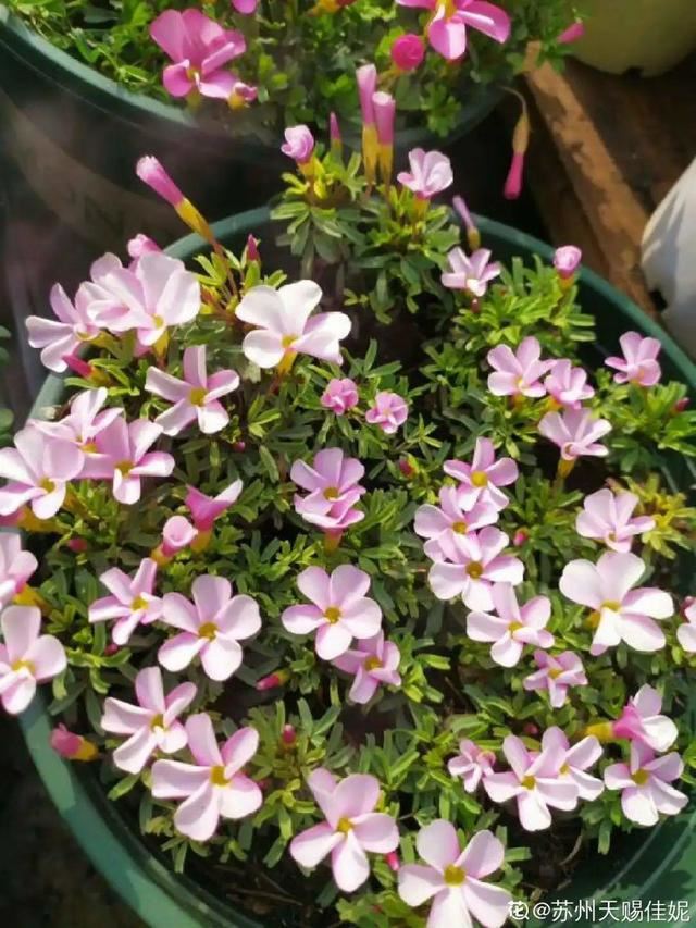 春天养花就选玛格丽特，花期长、花量大，爆满小阳台！