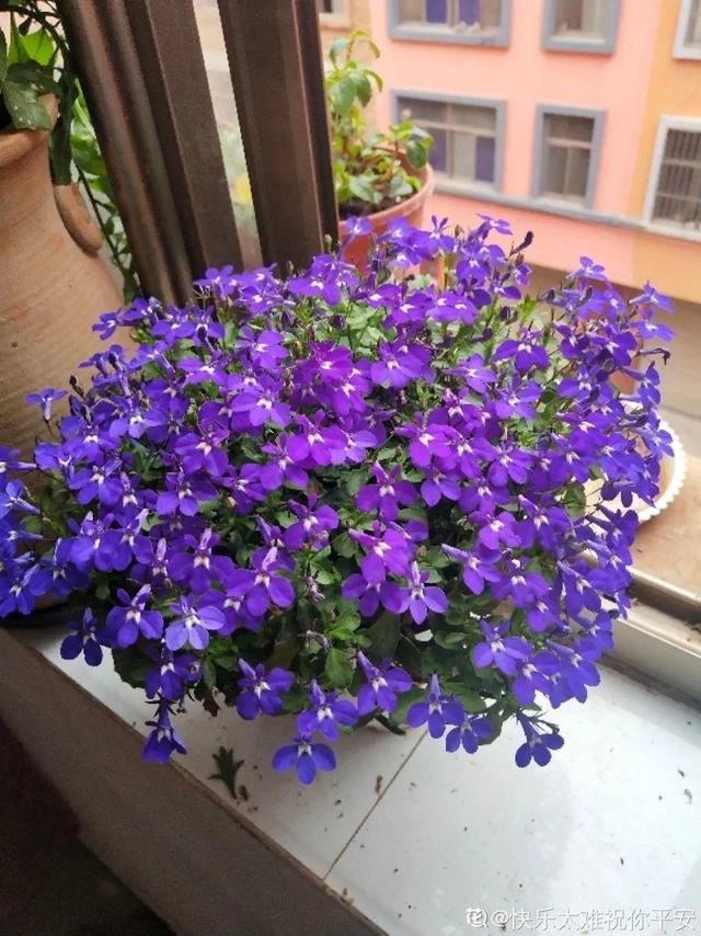 春天养花就选玛格丽特，花期长、花量大，爆满小阳台！