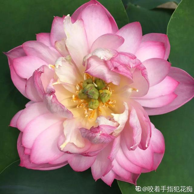天一热就养它，使劲晒，开花更漂亮