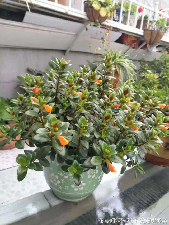 春天养花就选玛格丽特，花期长、花量大，爆满小阳台！