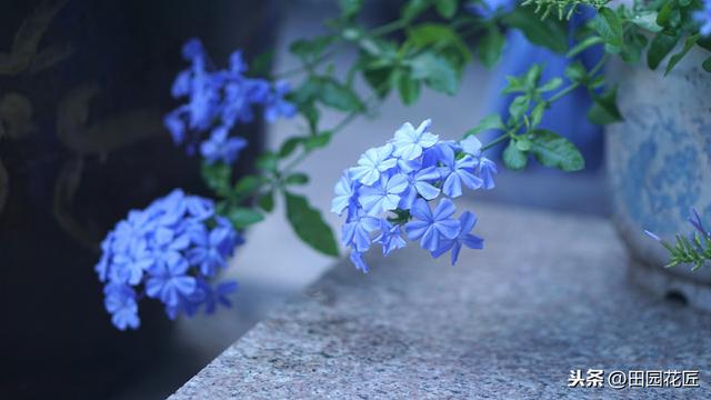 蓝雪花、叶片黄花量少？这样养护，植株翠绿，轻松一片淡蓝色花海