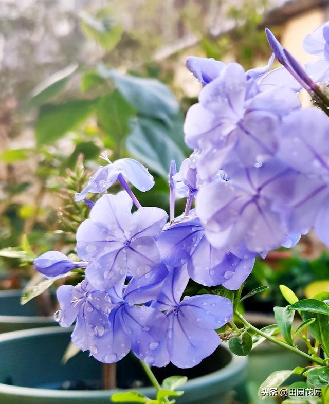 蓝雪花、叶片黄花量少？这样养护，植株翠绿，轻松一片淡蓝色花海