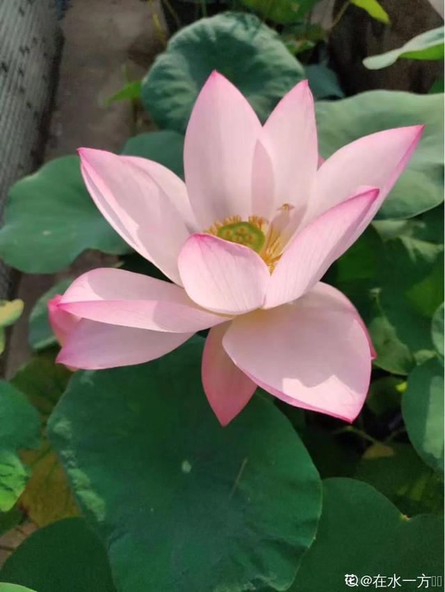 天一热就养它，使劲晒，开花更漂亮