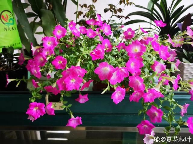 春天养花就选玛格丽特，花期长、花量大，爆满小阳台！