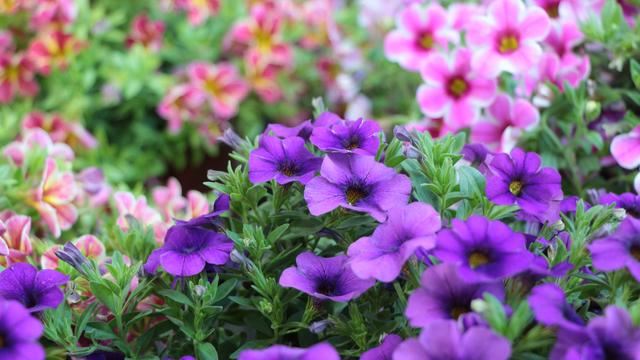 舞春花又叫小花矮牵牛,花虽小但花量大,学会3个技