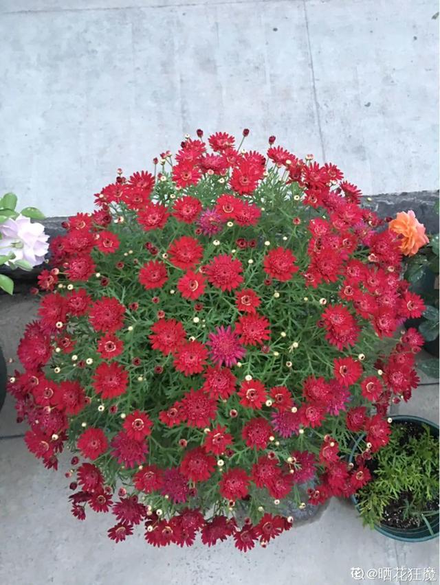 春天养花就选玛格丽特，花期长、花量大，爆满小阳台！