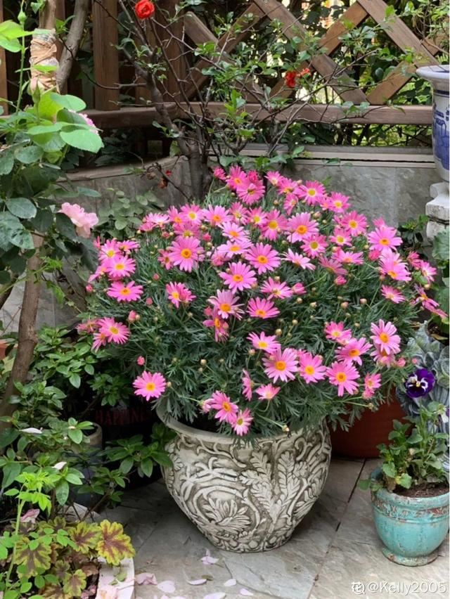 春天养花就选玛格丽特，花期长、花量大，爆满小阳台！