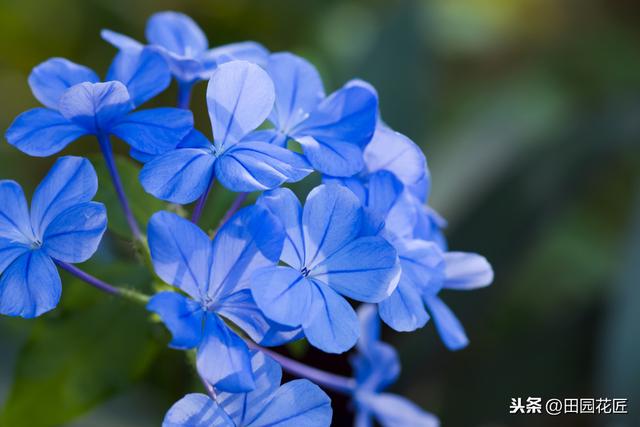蓝雪花、叶片黄花量少？这样养护，植株翠绿，轻松一片淡蓝色花海