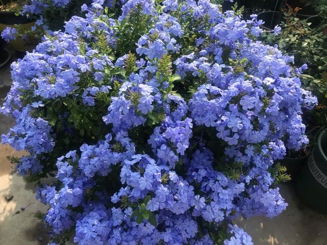 3种普通花，开花很狂野，最适合养阳台上，四季观花海