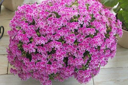 3种普通花，开花很狂野，最适合养阳台上，四季观花海