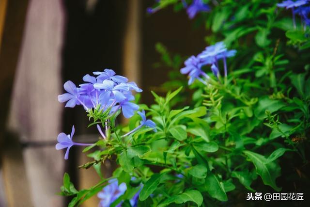 蓝雪花、叶片黄花量少？这样养护，植株翠绿，轻松一片淡蓝色花海