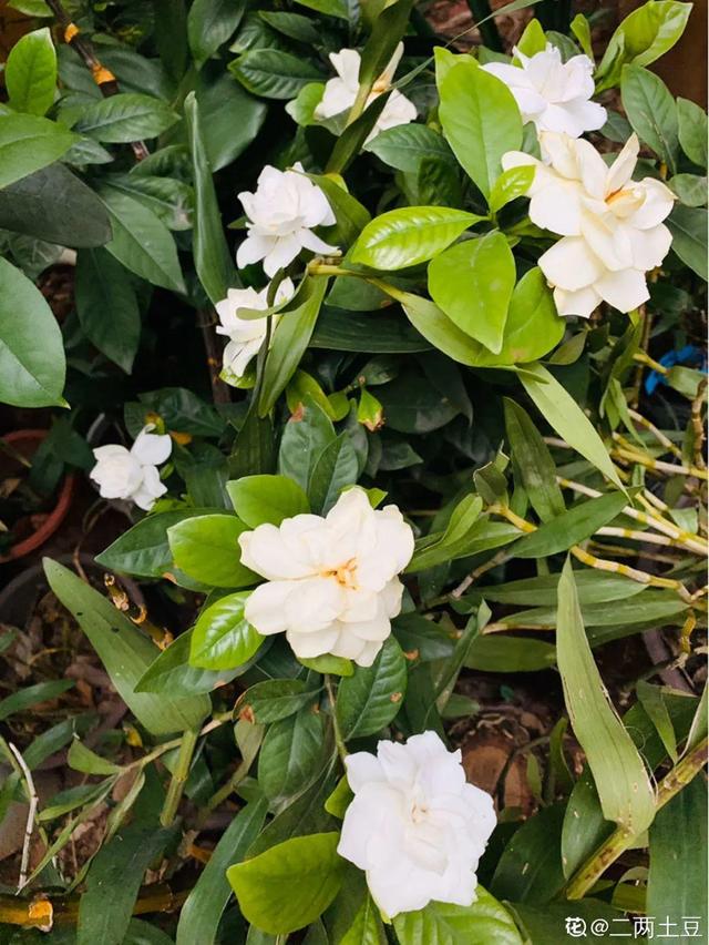 天一热就养它，使劲晒，开花更漂亮