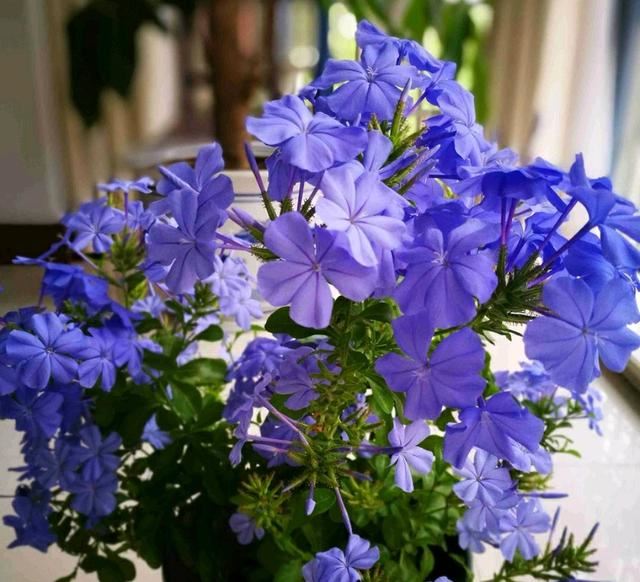 3种普通花，开花很狂野，最适合养阳台上，四季观花海