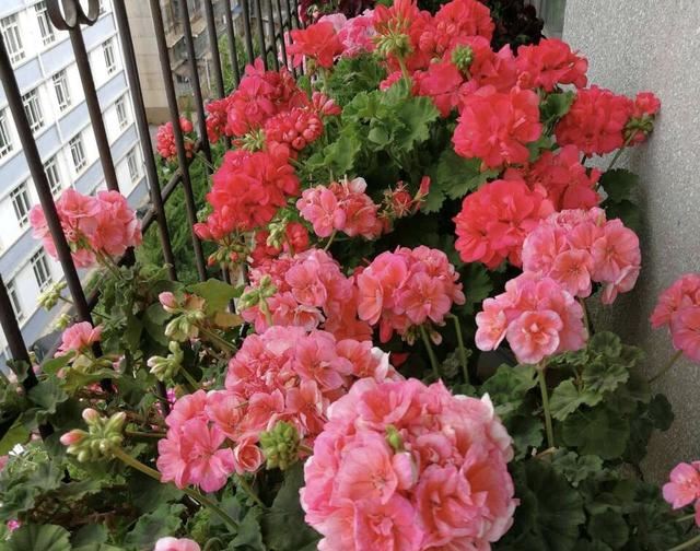 3种普通花，开花很狂野，最适合养阳台上，四季观花海