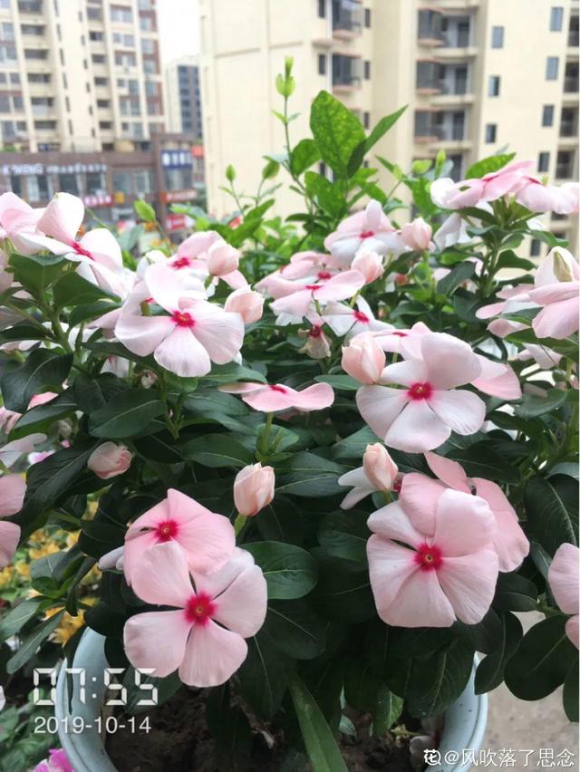 春天养花就选玛格丽特，花期长、花量大，爆满小阳台！
