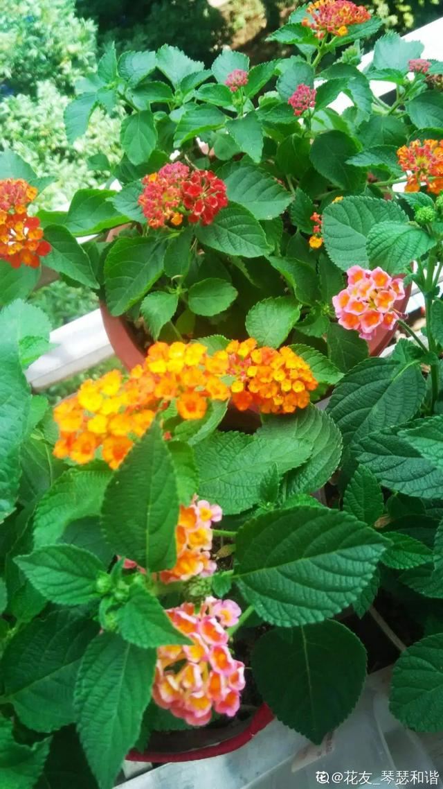 天一热就养它，使劲晒，开花更漂亮