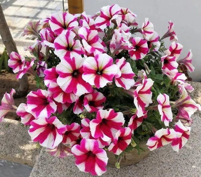 这3种花，个个是“拼命三郎”，越热长得越快，开爆整个三伏天