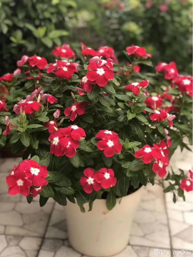 天一热就养它，使劲晒，开花更漂亮