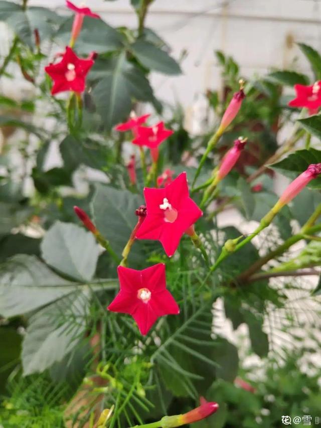 天一热就养它，使劲晒，开花更漂亮