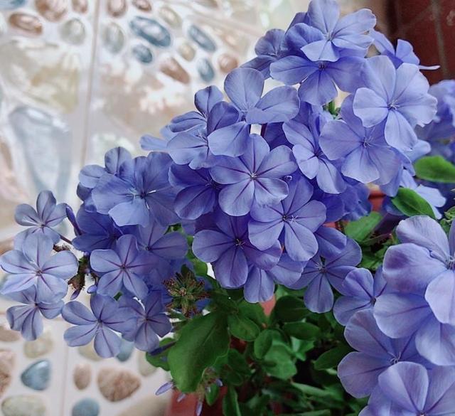 3种普通花，开花很狂野，最适合养阳台上，四季观花海