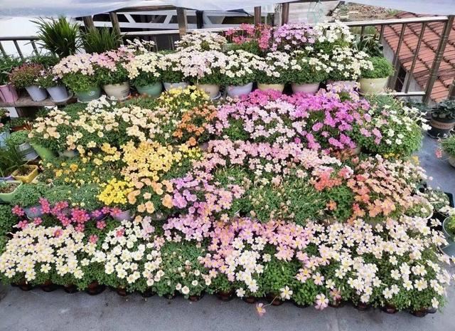 春天养花就选玛格丽特，花期长、花量大，爆满小阳台！