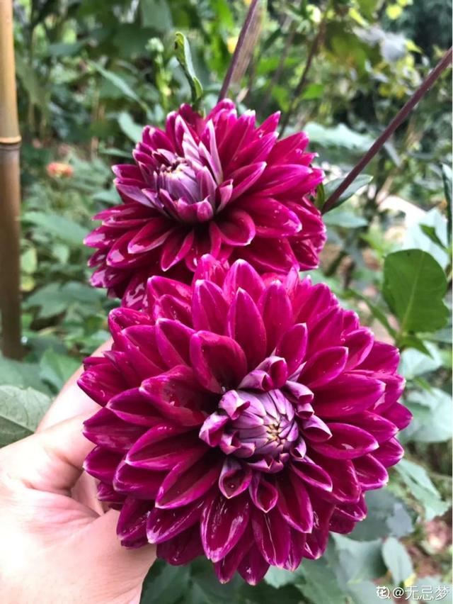 天一热就养它，使劲晒，开花更漂亮
