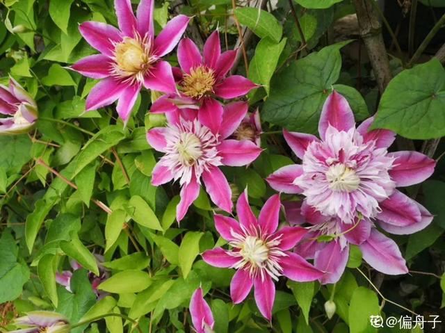 天一热就养它，使劲晒，开花更漂亮