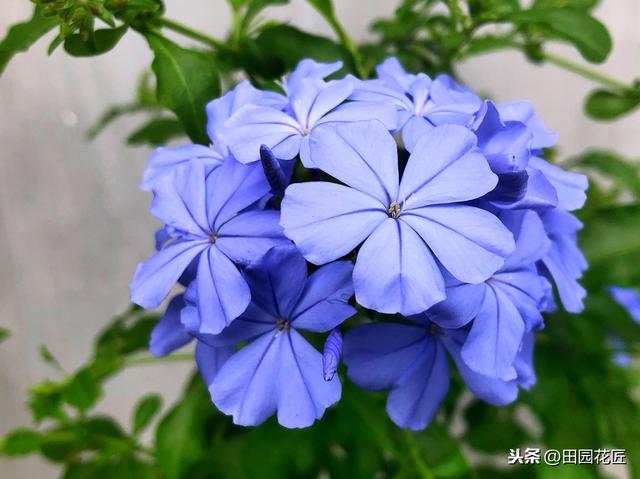 蓝雪花、叶片黄花量少？这样养护，植株翠绿，轻松一片淡蓝色花海