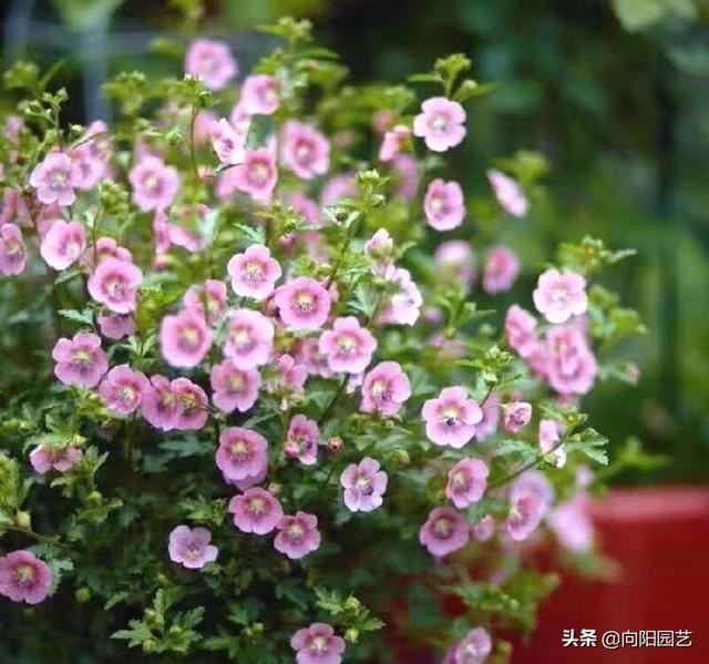 棒棒糖小木槿，随手“剪一剪”，爆开成花球，邻居都看呆了