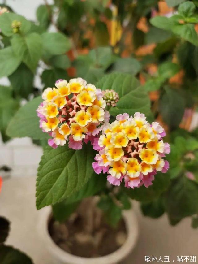 天一热就养它，使劲晒，开花更漂亮