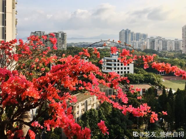 天一热就养它，使劲晒，开花更漂亮