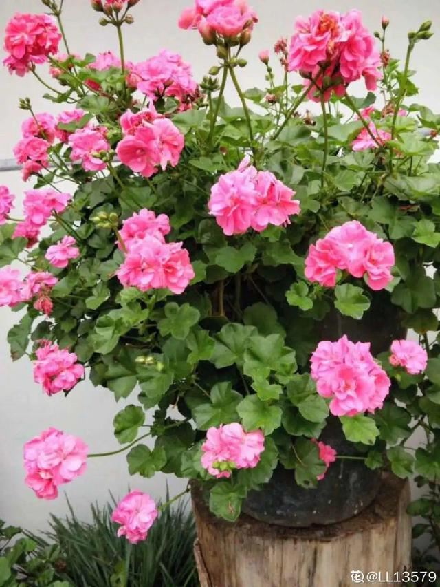春天养花就选玛格丽特，花期长、花量大，爆满小阳台！