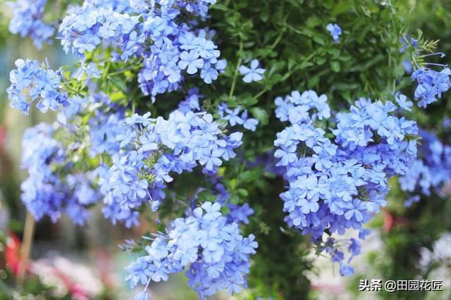 蓝雪花、叶片黄花量少？这样养护，植株翠绿，轻松一片淡蓝色花海