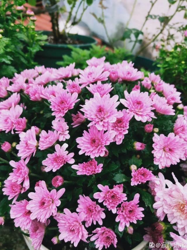 天一热就养它，使劲晒，开花更漂亮