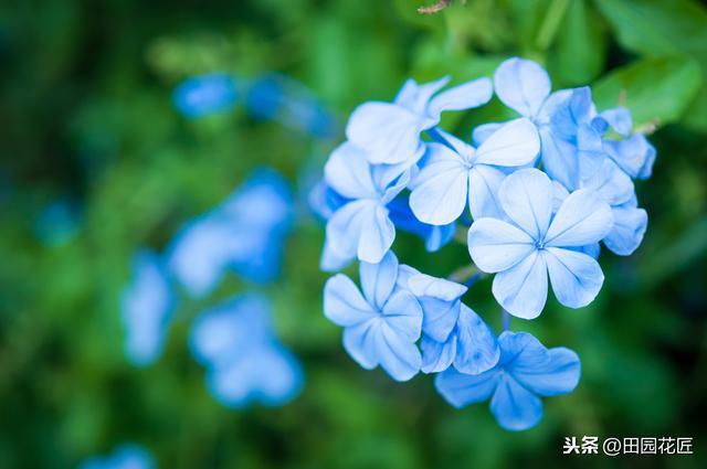 蓝雪花、叶片黄花量少？这样养护，植株翠绿，轻松一片淡蓝色花海