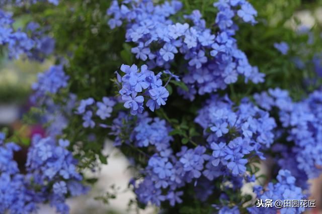 蓝雪花、叶片黄花量少？这样养护，植株翠绿，轻松一片淡蓝色花海