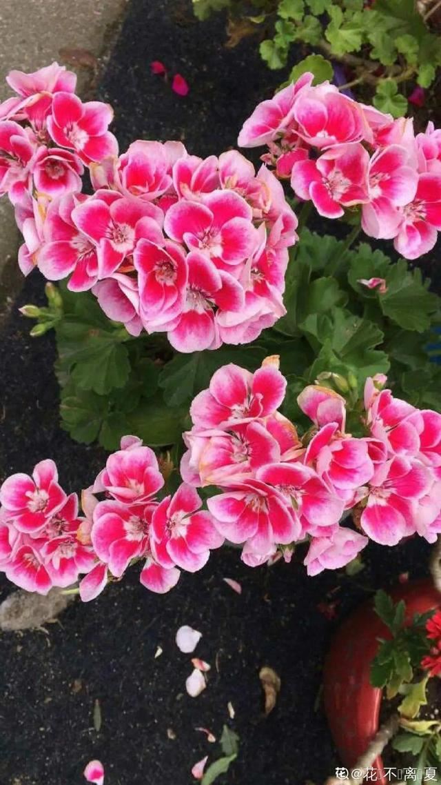 春天养花就选玛格丽特，花期长、花量大，爆满小阳台！