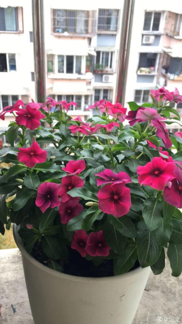 天一热就养它，使劲晒，开花更漂亮