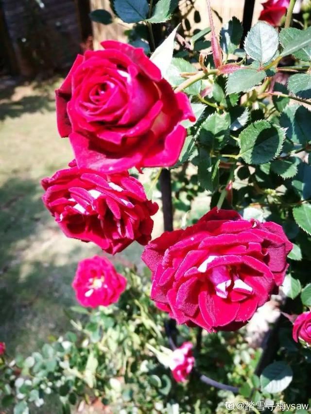 天一热就养它，使劲晒，开花更漂亮