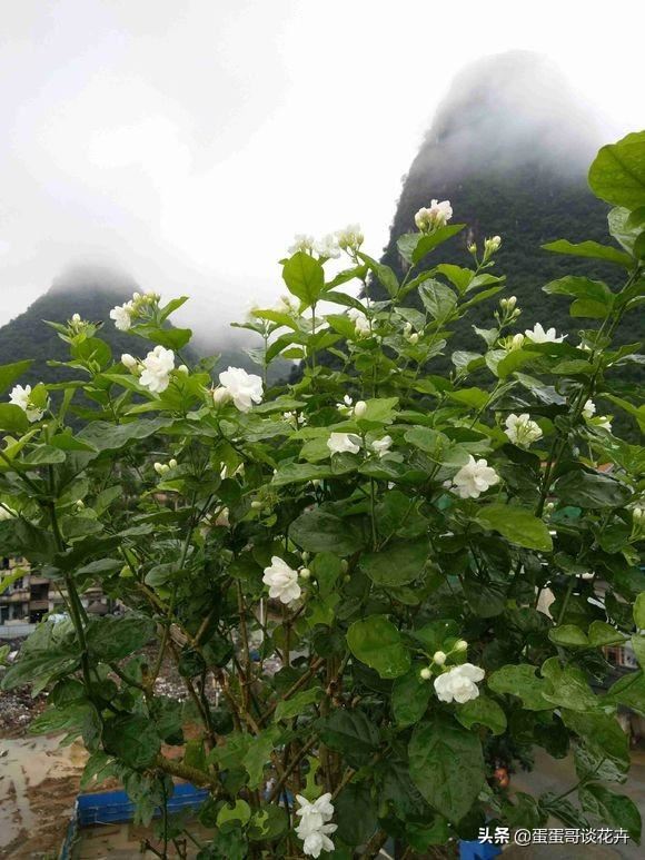 这些植物最适合现在扦插，那该如何提高扦插成活率，现教你方法