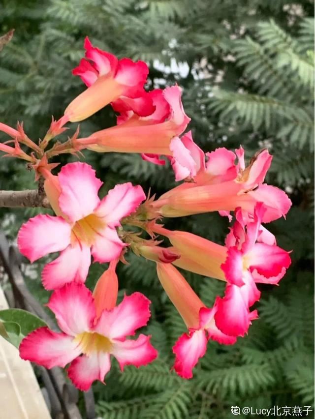 天一热就养它，使劲晒，开花更漂亮