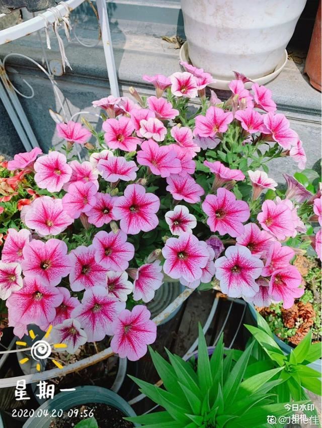 天一热就养它，使劲晒，开花更漂亮