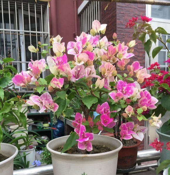 这3种花，个个是“拼命三郎”，越热长得越快，开爆整个三伏天