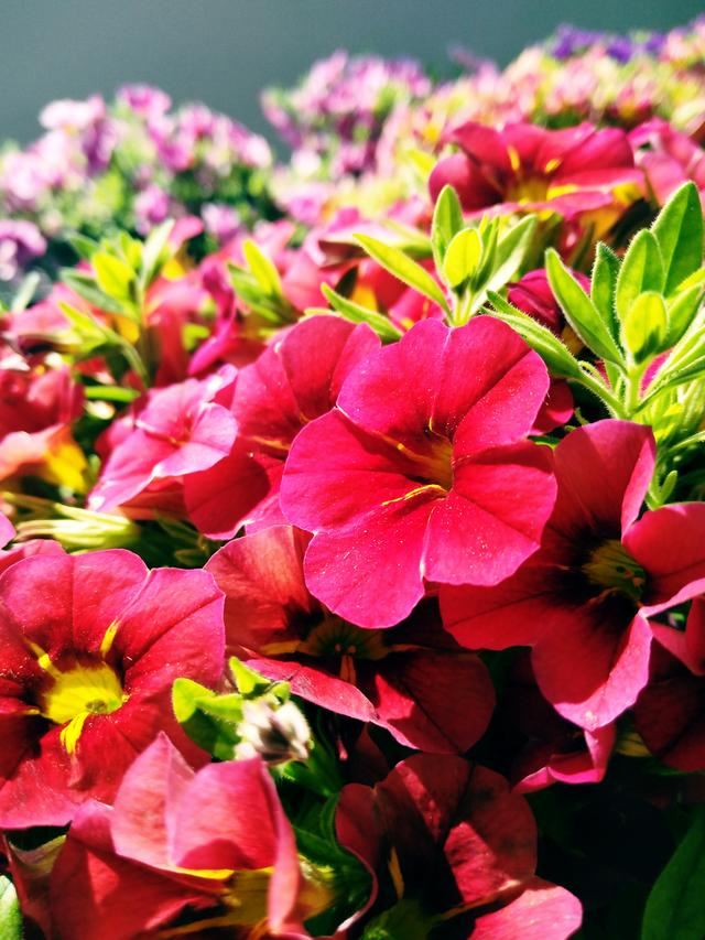 舞春花又叫小花矮牵牛,花虽小但花量大,学会3个技