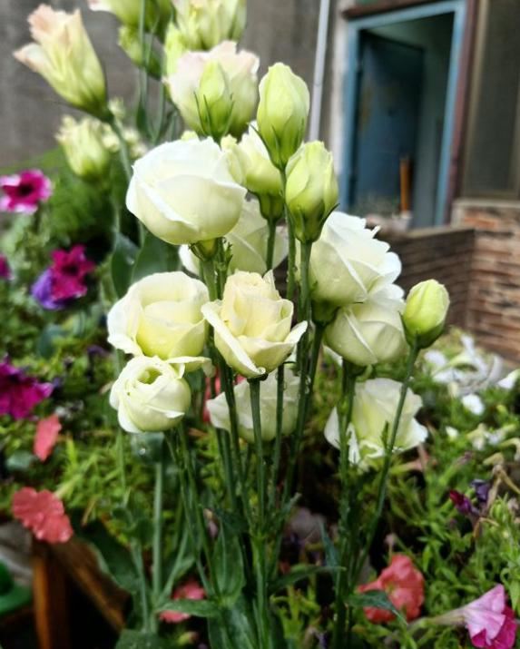 洋桔梗总是“消花苞”，花量少，早点做好这几步，朵朵花儿都盛开