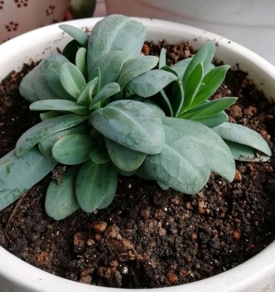洋桔梗总是“消花苞”，花量少，早点做好这几步，朵朵花儿都盛开