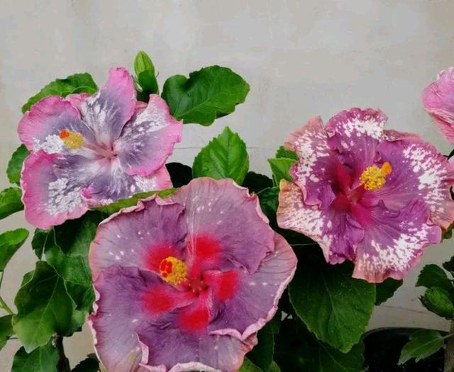 扶桑花的养护要点，买到扶桑花大棚苗怎么养不黄叶开花一个月？