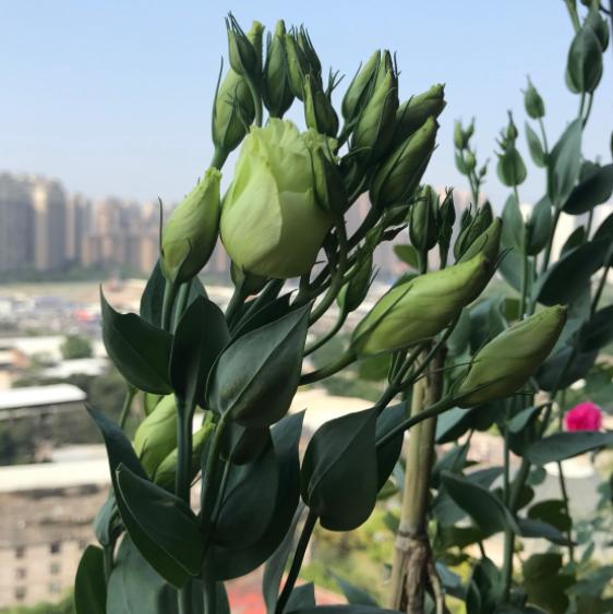 洋桔梗总是“消花苞”，花量少，早点做好这几步，朵朵花儿都盛开