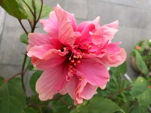 扶桑花的养护要点，买到扶桑花大棚苗怎么养不黄叶开花一个月？