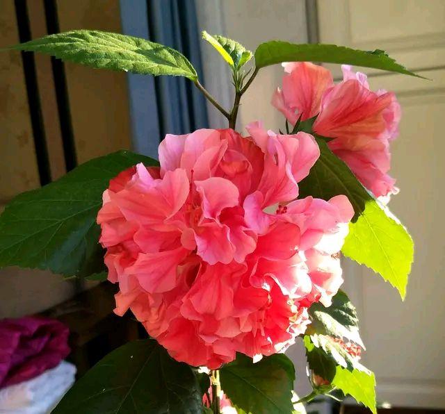 扶桑花的养护要点，买到扶桑花大棚苗怎么养不黄叶开花一个月？